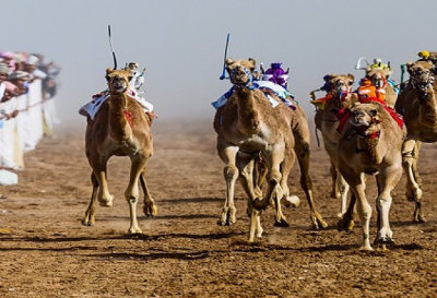Dubai camel racing calender 2025