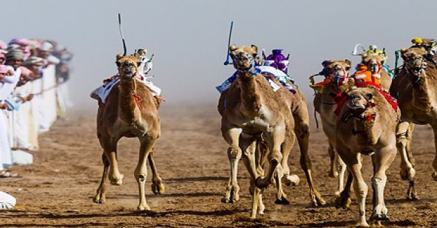 camel racing dubai