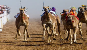 Dubai royal camel racing club