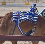Can You Bet on Camel Racing in Dubai