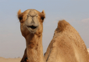 Camel Racing History in UAE